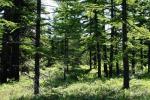 Lost Tamarack Pathway