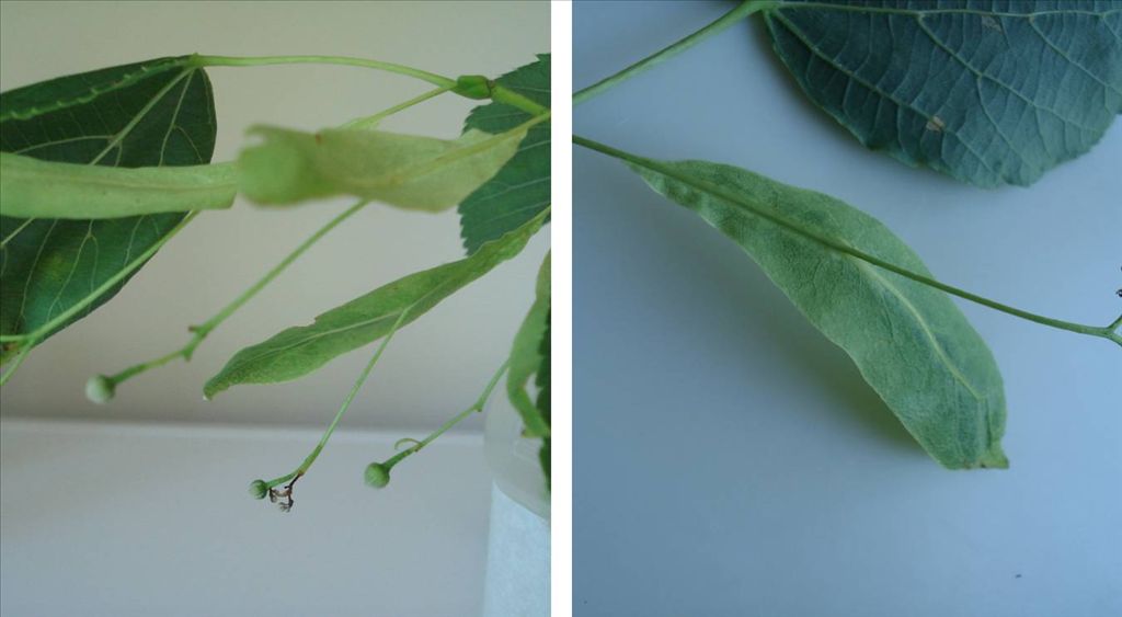 Fig. 8. Close-ups of Basswood bracts with the flower stalk (peduncle), and then fruit, attached about halfway along the narrow, leaf-like bracts. Fig. 8. Close-ups of Basswood bracts with the flower stalk (peduncle), and then fruit, attached about halfway along the narrow, leaf-like bracts.