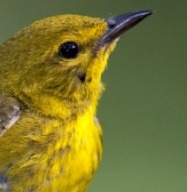 birdfest.jpg birdfest.jpg