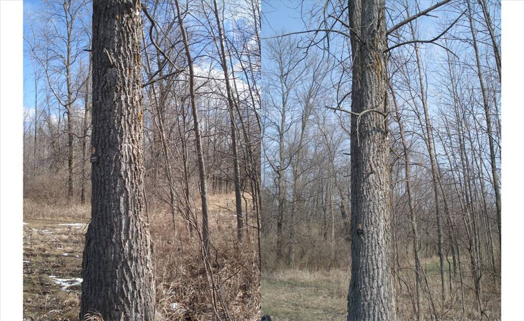 cottonwood_figure_5.jpg cottonwood_figure_5.jpg