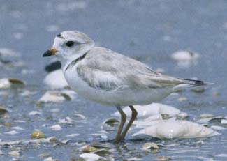 piping_plover_1.jpg piping_plover_1.jpg